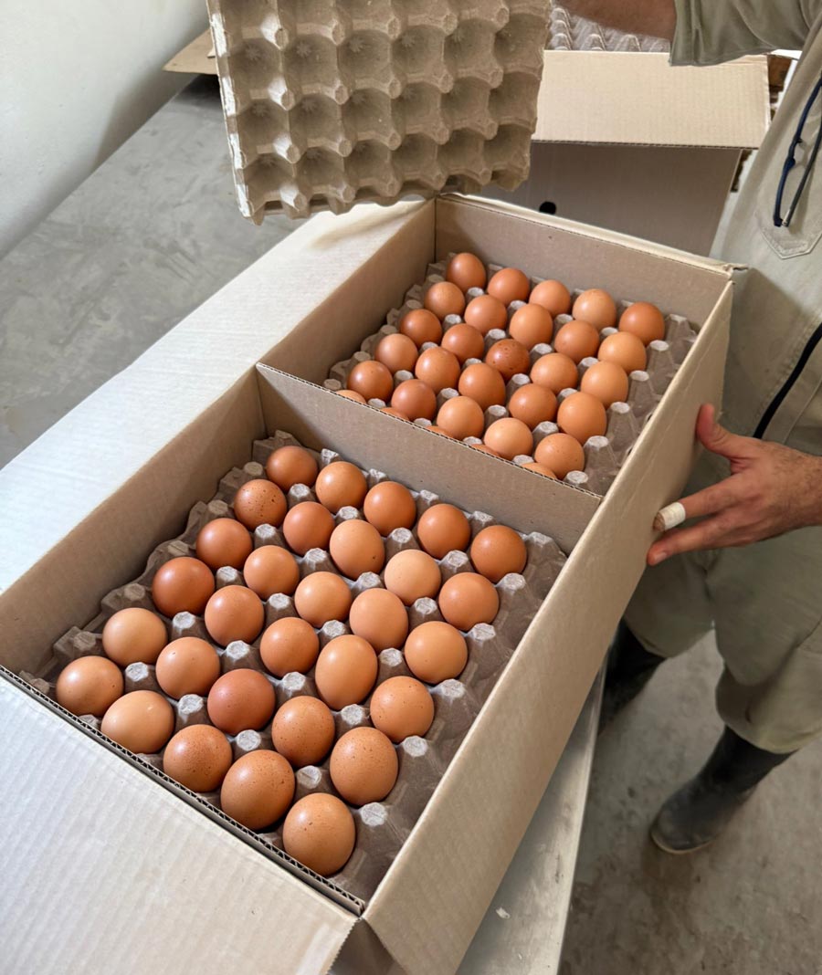 Lote mayorista de detergente Boomerang Máxima Limpieza 250g - Compra por palets para negocios